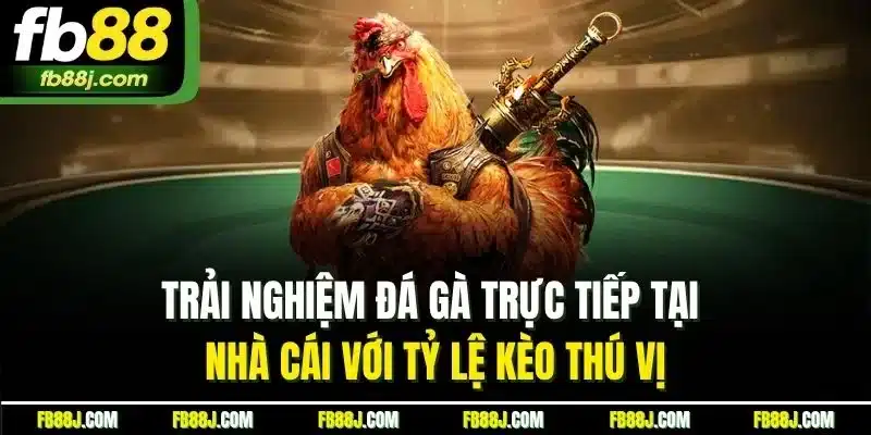 Trải nghiệm đá gà trực tiếp tại nhà cái với tỷ lệ kèo thú vị